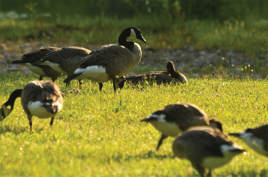 Fran the morning after being fitted for her new GPS necklace. Geese gather in a field in the sunshine. One goose stands tall while the others bend over to eat.