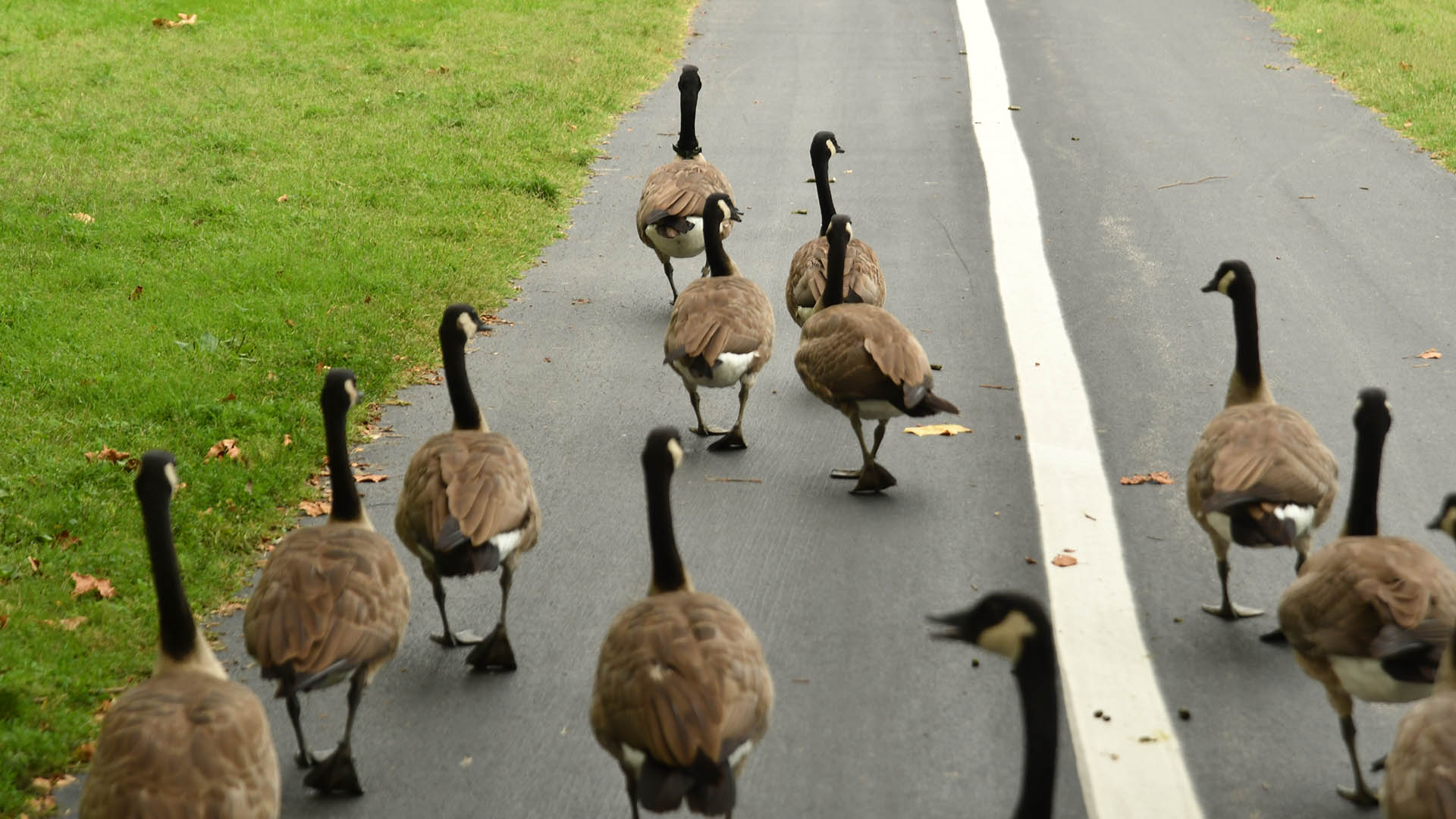 Fred, Fran, and Family walking through Forest Park. Fred and Family